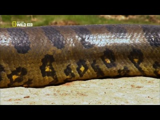 national geographic: anaconda. serpent queen (2010)
